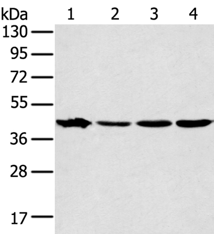 Anti-MAPK12 Antibody