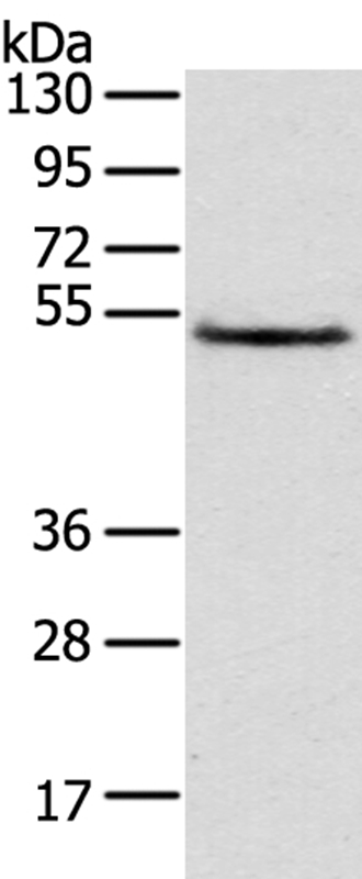 Anti-TRIM14 Antibody