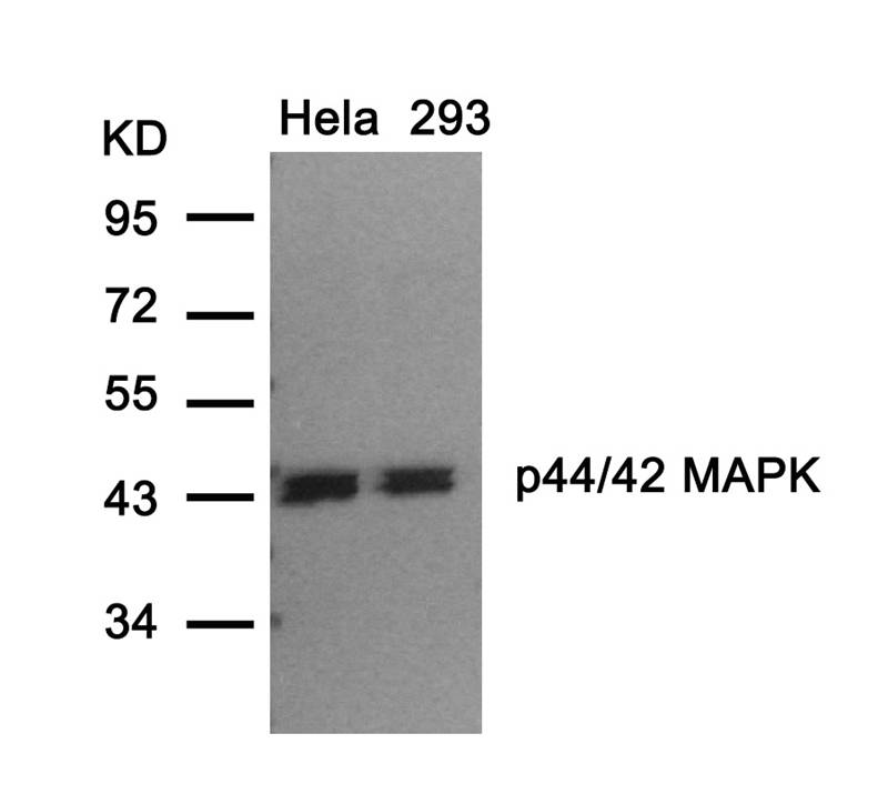 Anti-p44 / 42 MAP Kinase (Ab-202) Antibody