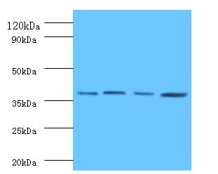 Anti-Protein FAM110B Antibody