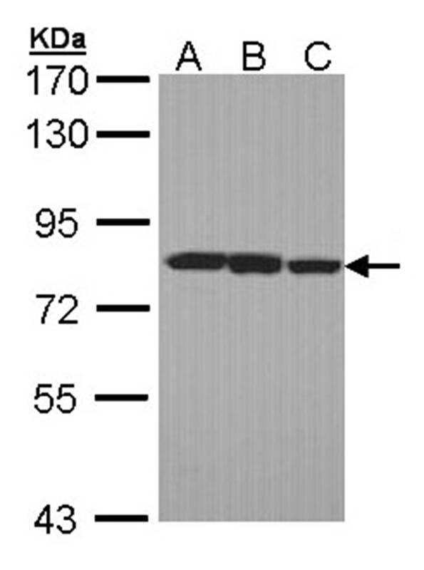 Anti-LOXL2 Antibody