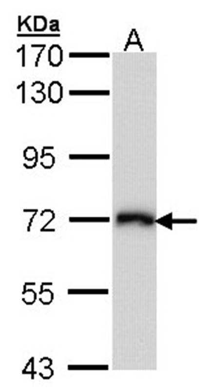 Anti-CD98 Antibody