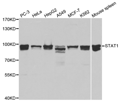 Anti-STAT1 Antibody