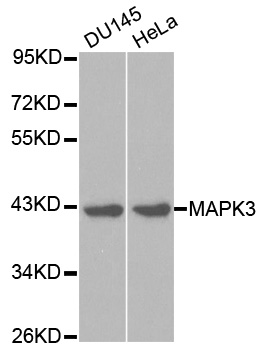 Anti-MAPK3 Antibody