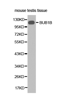 Anti-BUB1B Antibody