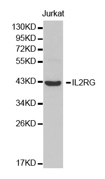 Anti-IL2RG Antibody
