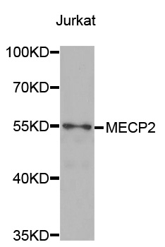 Anti-MECP2 Antibody
