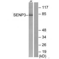 Anti-SENP3 Antibody