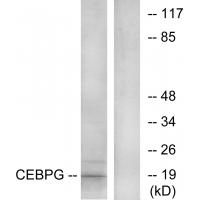 Anti-CEBPG Antibody