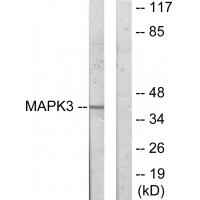 Anti-MAPK3 Antibody