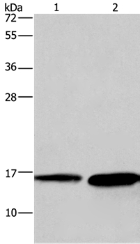 Anti-HINT2 Antibody