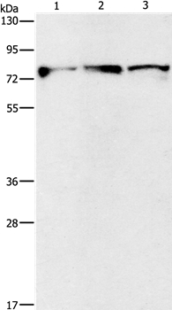 Anti-KIF3A Antibody