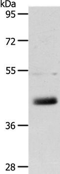 Anti-LYVE1 Antibody