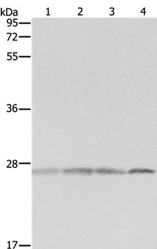 Anti-PRDX3 Antibody