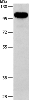 Anti-AFAP1 Antibody