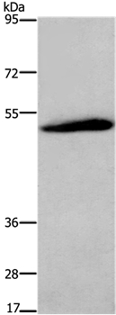 Anti-C3AR1 Antibody