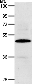 Anti-CDC37 Antibody