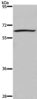 Anti-DUSP8 Antibody