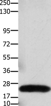 Anti-CLDN3 Antibody