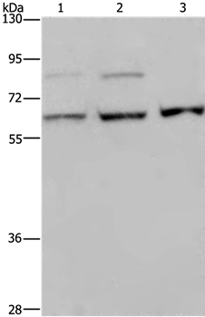 Anti-KIF22 Antibody