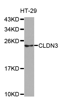 Anti-CLDN3 Antibody