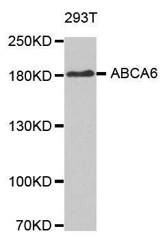 Anti-ABCA6 Antibody