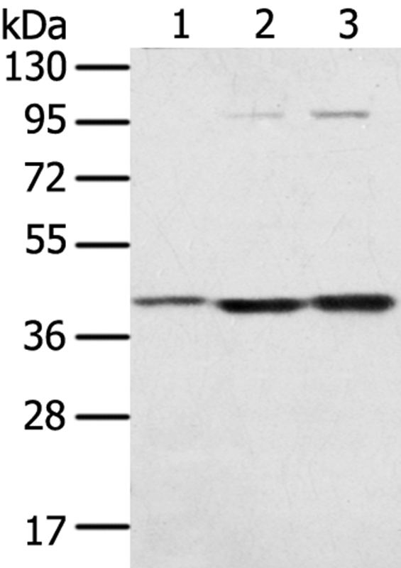 Anti-STX18 Antibody