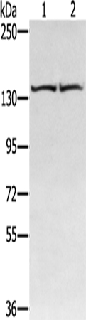Anti-RGS22 Antibody