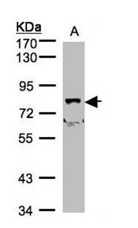 Anti-SH3KBP1 binding protein 1 Antibody