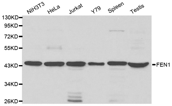 Anti-FEN1 Antibody