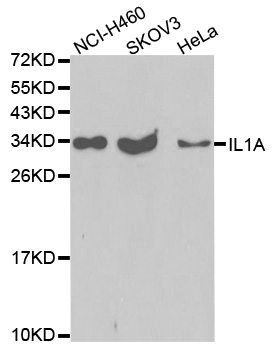 Anti-IL1A Antibody