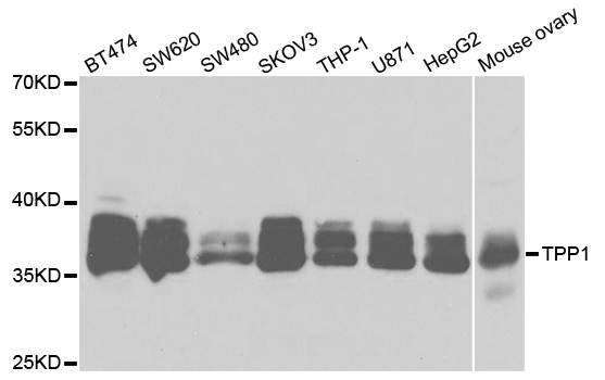 Anti-TPP1 Antibody