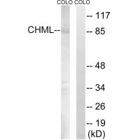 Anti-CHML Antibody