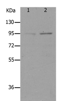 Anti-LEPR Antibody