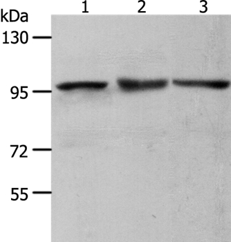 Anti-MCM4 Antibody