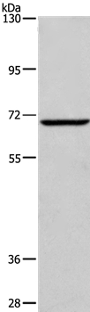 Anti-FXR1 Antibody