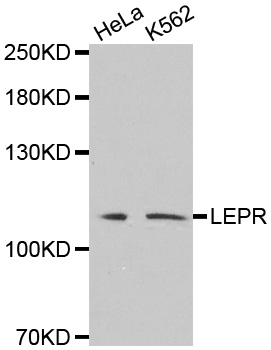 Anti-LEPR Antibody