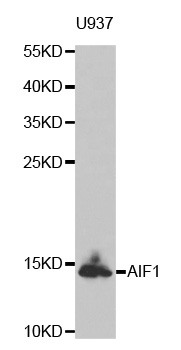 Anti-AIF1 Antibody