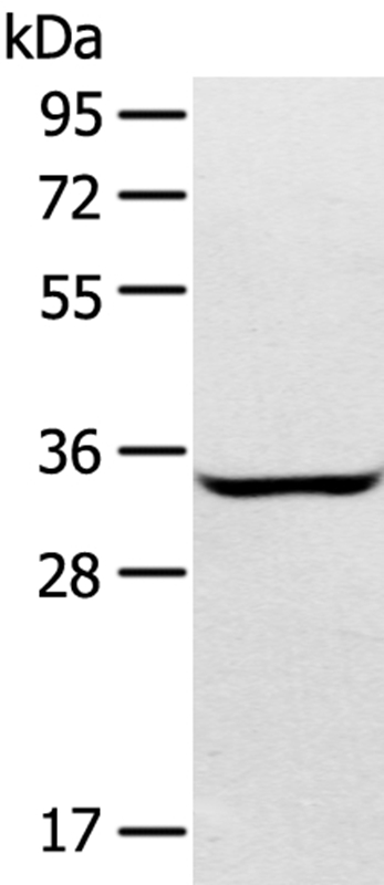 Anti-STX2 Antibody