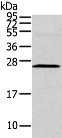 Anti-CFC1 Antibody