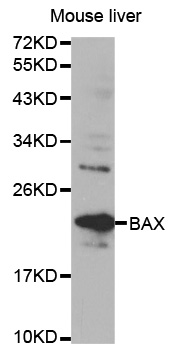 Anti-Bax Antibody