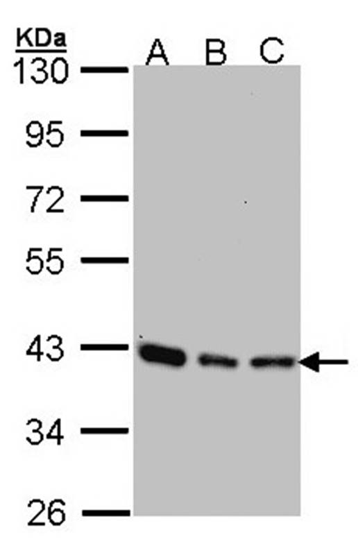 Anti-SEC13 protein isoform 1 Antibody