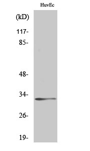 Anti-Ribosomal Protein S6 Antibody