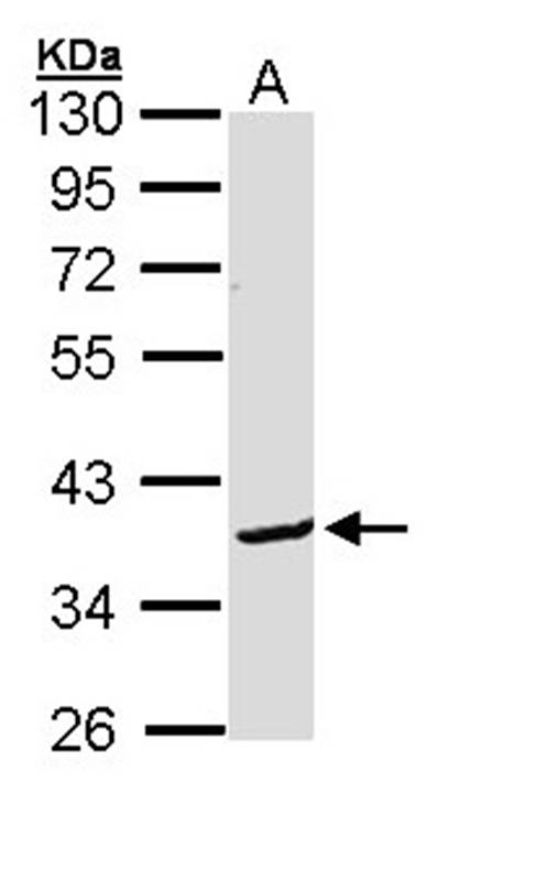 Anti-Bcl-2-like protein 12 Antibody