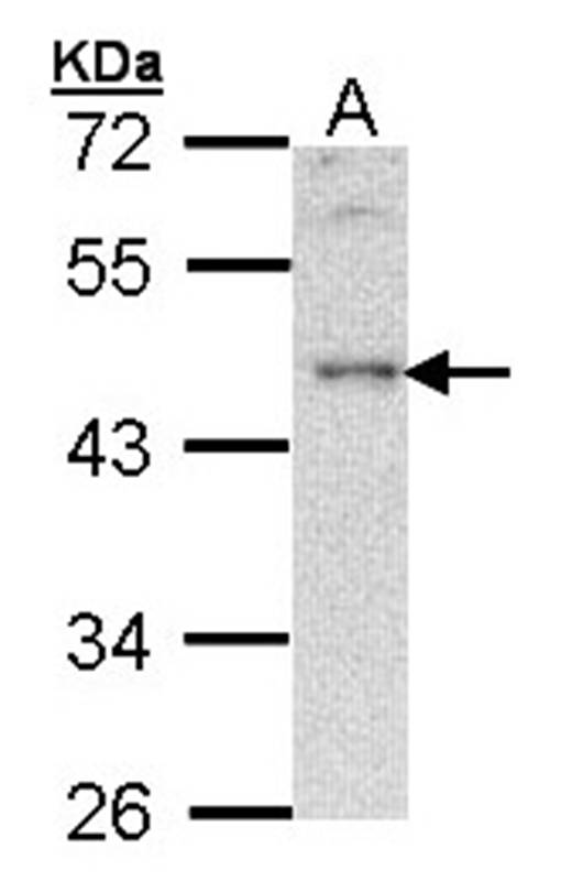 Anti-B-cell linker protein Antibody