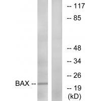 Anti-Bax (Ab-167) Antibody