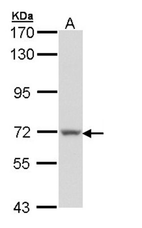 Anti-Protein S Antibody