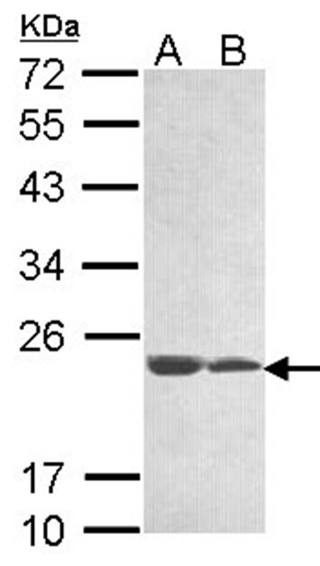 Anti-hypothetical protein LOC283129 Antibody