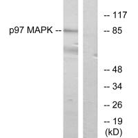 Anti-p97 MAPK Antibody