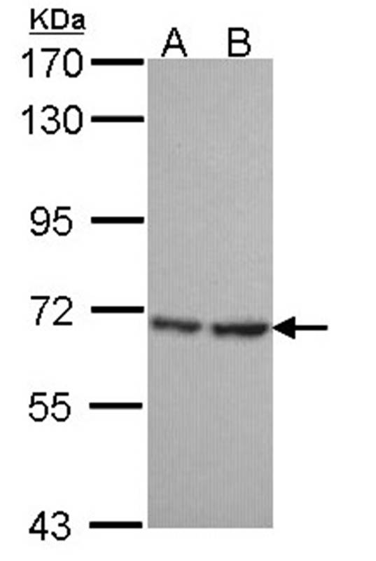 Anti-SH3 domain-binding protein 1 Antibody